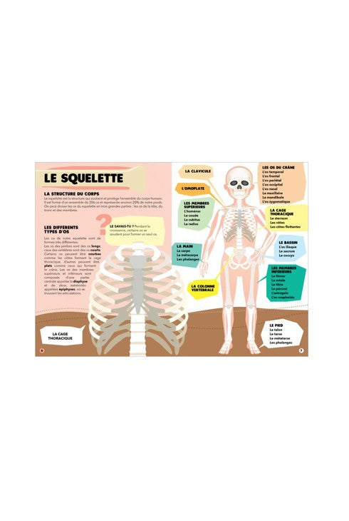 puzzle dcouverte du corps humain et son livret sassi oxybul product